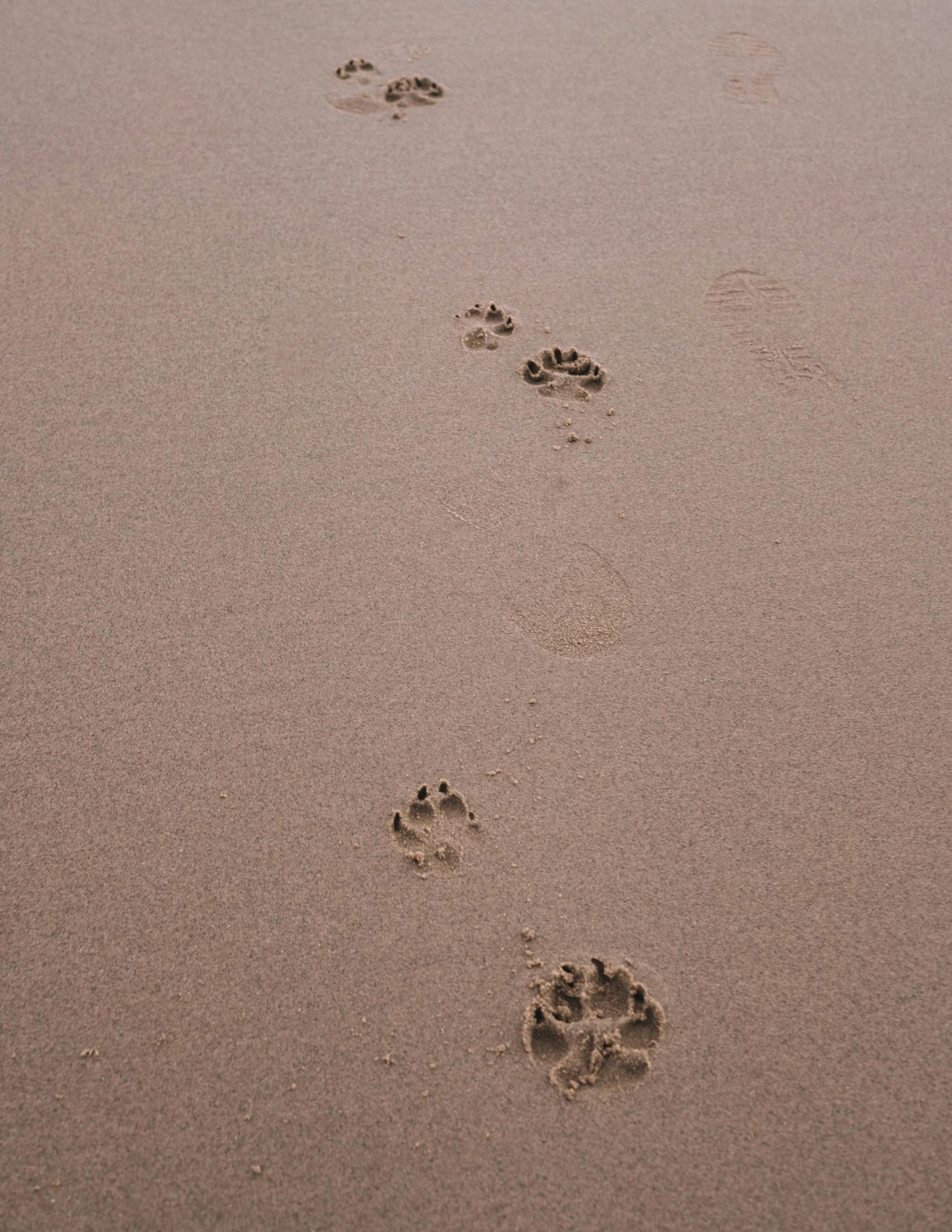 For Your Beloved Animal