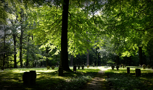 Serene natural burial ground with sunlight filtering through trees, representing peace and eco-friendly end-of-life choices
